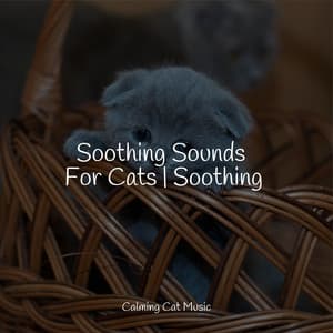 Soothing Sounds For Cats | Soothing - Relaxmycat