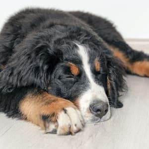 Fluid Dog Dreams: Piano Rain's Peaceful Sleep - Calm Sleep Rain Sound