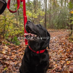 モーニング・ニャージック - Study Music Deluxe