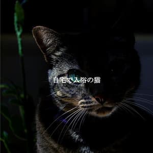 自宅で入浴の猫 - Coffeehouse Jazz