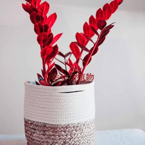 幸せな植物 - Soft Jazz Songs