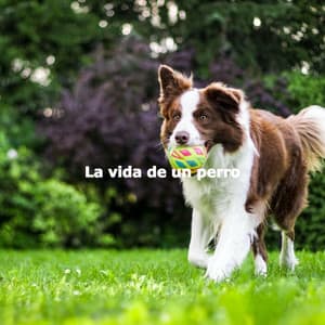 La vida de un perro - Jazz for Work