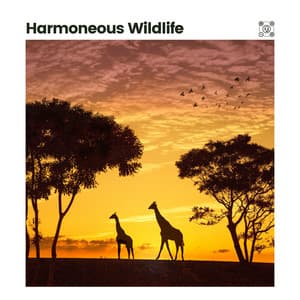 Harmoneous Wildlife - Wildlife Sound Recordings