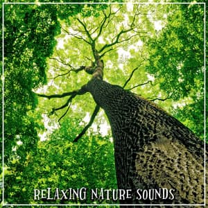 Relaxing Nature Sounds - Rain Sounds