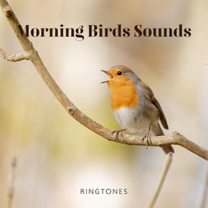 Morning Birds Sounds: Ringtones – Music for Relaxation, Meditation, Yoga , Naturescapes, Forest Ambience and Spa - Calm Singing Birds Zone