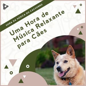 1 Hora de Música Relaxante para Cães - Hora da Música do Cachorro