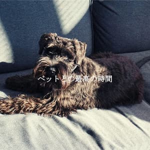 ペットとの最高の時間 - Jazz para Oficinas