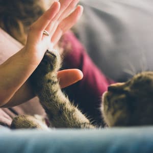 Lofi Cat Serenades: A Soundtrack for Purring Pleasure - Lo Fi Hip Hop