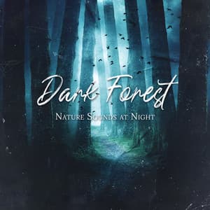 Dark Forest Organic Vibes at Night - Jardim Zen