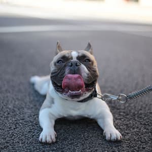 Music for Cute Dogs - Relaxing Dogs