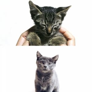 Quartet Jazz - Background for The Comfortable Cats - Cat Music Therapy