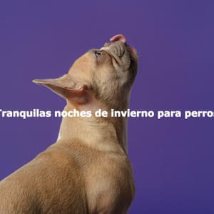 Tranquilas noches de invierno para perros - Soft Jazz Moment