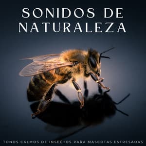 Sonidos De Naturaleza: Tonos Calmos De Insectos Para Mascotas Estresadas - Naturaleza Sonidos