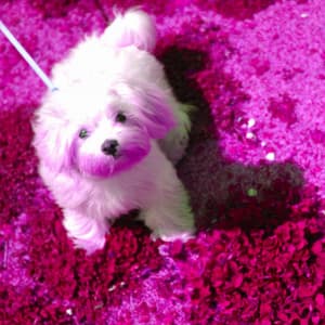 Spectacular Ambiance for Morning Dog Time - Calma Música para Perros