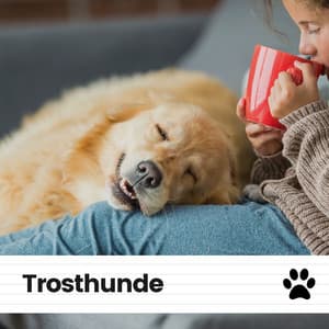 Trosthunde - Hundemusik