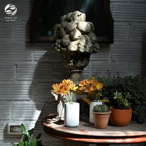 Tranquil Piano Serenades - Tamera