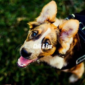 Chill & Fun - Relaxing Dog Music