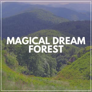Magical Dream Forest - Nature Of Sweden