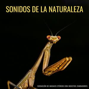 Sonidos De La Naturaleza: Sensación De Masajes Etéreos Con Insectos Zumbadores - Televisión de la naturaleza