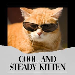 Cool and Steady Kitten - Cats Music Zone
