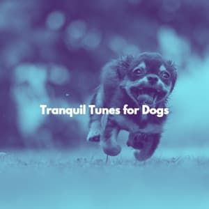 Tranquil Tunes for Dogs - Mellow Jazz Beats