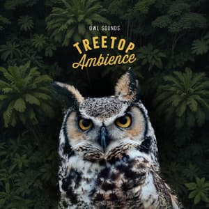 Treetop Ambience - Owl Sounds