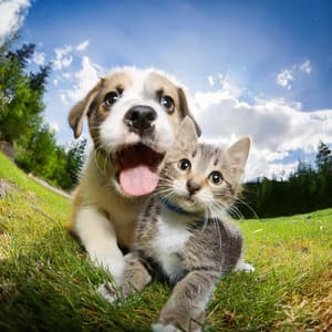 Tonos Tranquilos Para Mascotas Calmadas - Música De La India