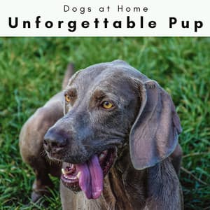 3 2 1 Unforgettable Pup - Dogs at Home