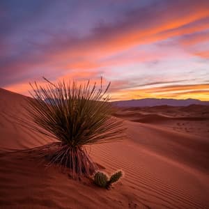 Armonías Pacíficas: Música Para Calmar Tu Alma - Retoque