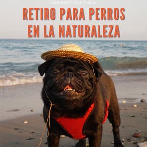 Retiro Para Perros En La Naturaleza: Serenata Oceánica - Grabaciones de la naturaleza LBE