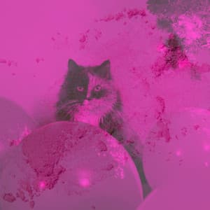 Music for Friendly Cats - Cat Music Experience