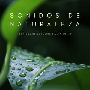 Sonidos De Naturaleza: Sonidos De La Fuerte Lluvia Vol. 1 - Ruido de Lluvia