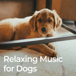 Relaxing Music for Dogs - Dog Relaxation