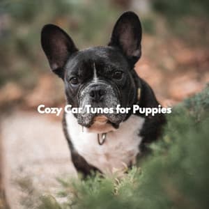 Cozy Car Tunes for Puppies - Dog Separation Anxiety Music