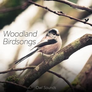 Woodland Birdsongs - Owl Sounds