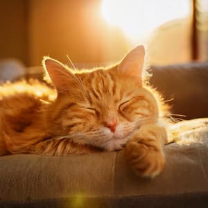 Orquesta Gracia Felina: Música Para Gatos - Raymond Floyd