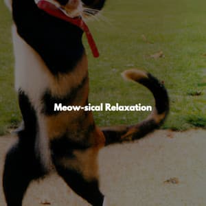Meow-sical Relaxation - Smooth Dinner Music