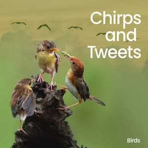 Chirps and Tweets - Birds