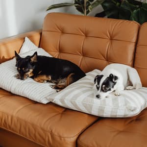 Pets' Serene Moments with Crickets: Chill Sound and Nature's Tranquility - Nature Sounds Unplugged