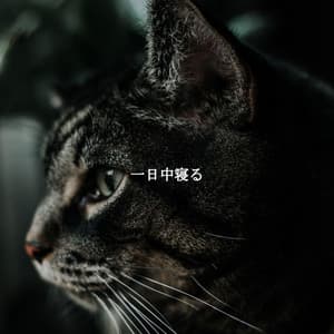 一日中寝る - Desayuno Jazz Ambiente