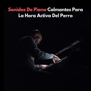 Sonidos De Piano Calmantes Para La Hora Activa Del Perro - Domingo de piano