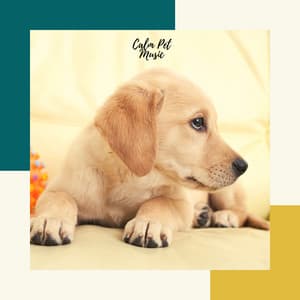 Calm Pet Music - Pet Music Therapy