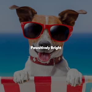 Pawsitively Bright - Coffee House Smooth Jazz Playlist
