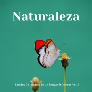 Naturaleza: Sonidos De Insectos En Un Bosque En Verano Vol. 1 - Bosque Tropical