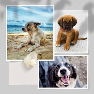 Feelings for Cutest Dogs - Dogs at Home