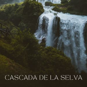 Cascada De La Selva - Sonidos De Ballenas