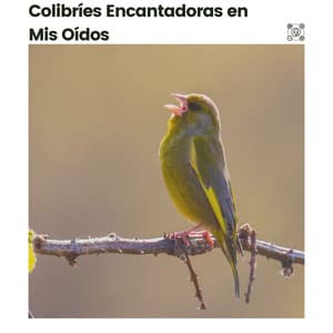 Colibríes Encantadoras en Mis Oídos - Pájaros del Bosque