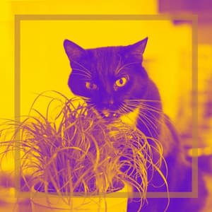 Backdrop for Cute Kitten - Inspiring Trumpet and Alto Sax - Cat Relax