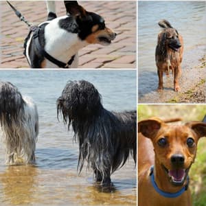 Bgm for Calmed Puppies - Dog Jazz Sounds