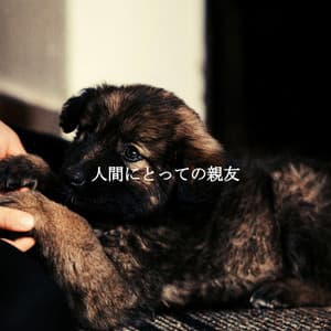 人間にとっての親友 - New York Deluxe Dinner Jazz